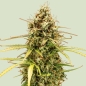 Preview: Milky Way F1 Auto (Autoflower)